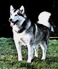 alaskan_malamute1.jpg