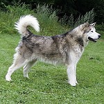 alaskanmalamute.jpg