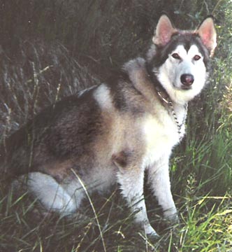 alaskan-malamute-0028.jpg