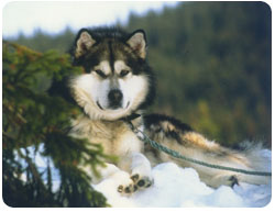img_malamute_001.jpg